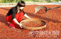 红栀子