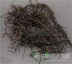白花蛇舌草
